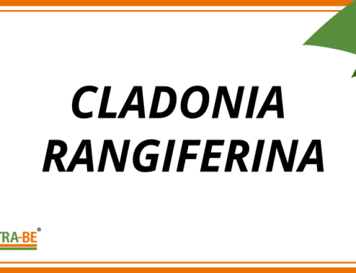 Cladonia Rangiferina source of Vitamin D3